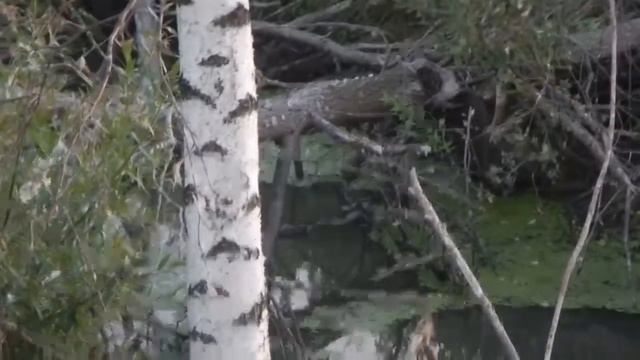Бобёр гуляет смотреть онлайн