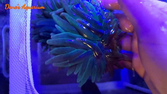 綠奶嘴分裂!? 【阿宅 X Dane's Aquarium】 смотреть онлайн