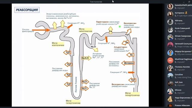 Гистология. Мочеполовая система смотреть онлайн