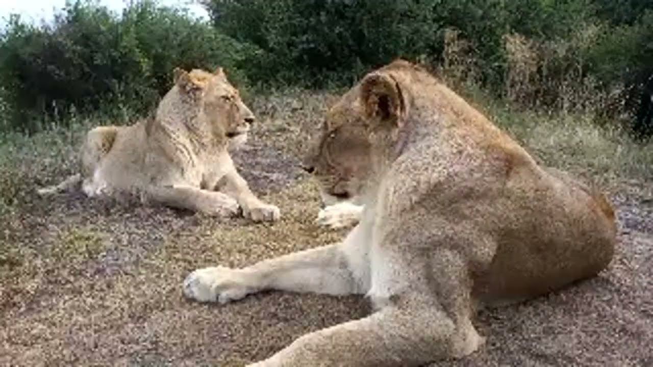 Living_with_lions is live! смотреть онлайн