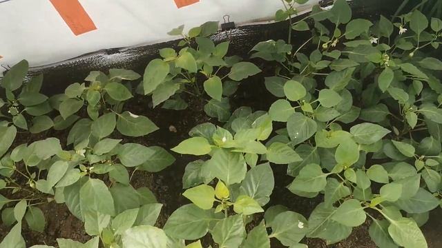 Финиш посадок в теплице с подогревом почвы. Высажены огурцы, томаты, перцы + зелень на ранний урожа смотреть онлайн