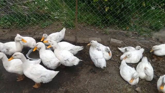 Часть 1.Одна на хозяйстве. Хочу рубить уток. смотреть онлайн