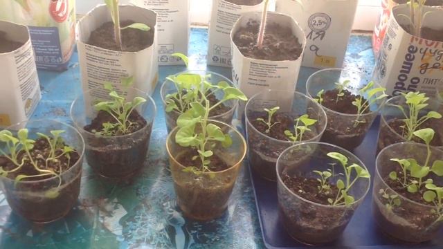 Весь день снег, но тает/ Прикусила петунию/ Рассада/ Кабачки смотреть онлайн