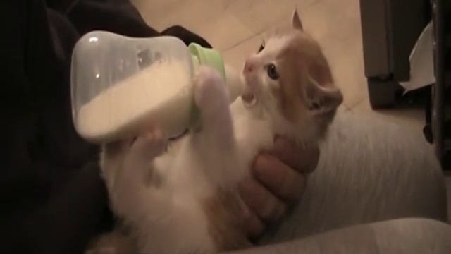 Джек. Котенок пьет молоко из бутылки смотреть онлайн