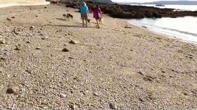A Welshy Weekend - Welsh Springer Spaniel Dogs in Cornwall смотреть онлайн