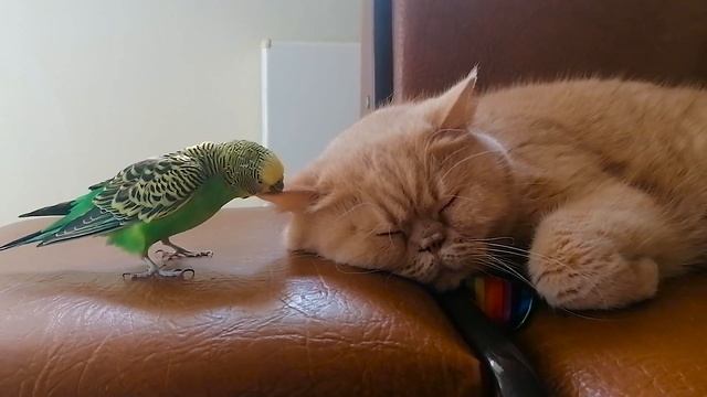 Заботливый попугай ухаживает за котом смотреть онлайн