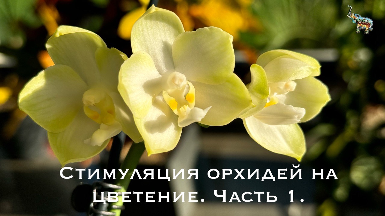 Стимуляция орхидей на цветение #phal #орхидеи #какзацвестиорхидею #уходзаорхидеями смотреть онлайн