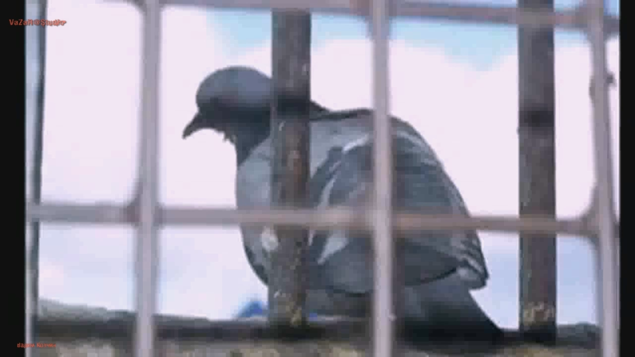 Вадим Колчин "Привет" [VaZaR@S†udio] смотреть онлайн