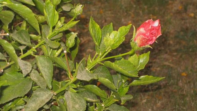 Отель Coral Beach Rotana. Хургада. Май 2012 г. смотреть онлайн