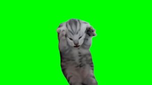 Green Screen Dramatic Kitten Meme | Screaming Cat Meme