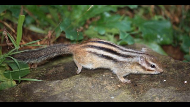 ГРЫЗУНЫ / RODENTS