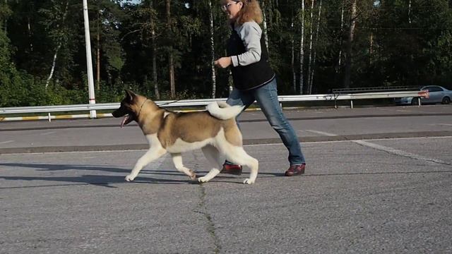 питомник ПЛАНЕТА УДАЧИ .Белка 8мес. смотреть онлайн