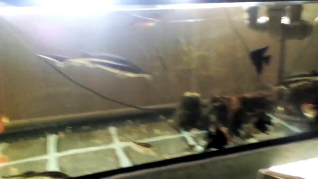 Осетрята и белуги с другими рыбами хорошо употребляют мелко нарезанный свежемороженую кильку смотреть онлайн