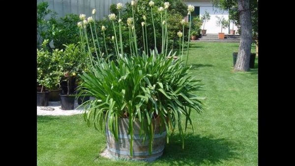 АГАПАНТУС (AGAPANTHUS) сем. Луковые