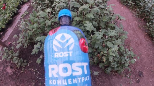 Чем подкормить маточники хризантем после черенкования? смотреть онлайн