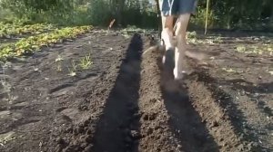 приспособление для посадки картофеля