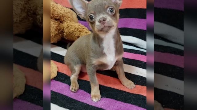 продажа лиловый #чихуахуа Дамский угодник Одиссей+79787458062 купить красивого щенка #chihuahua смотреть онлайн