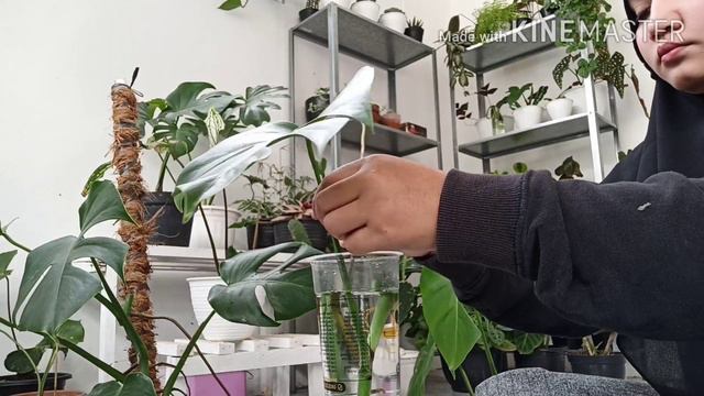 MEMPERBANYAK MONSTERA DELICIOSA || SEMUA ORANG BISA BERKEBUN смотреть онлайн