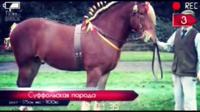 Топ 10 тяжеловозы лошадей!! смотреть онлайн