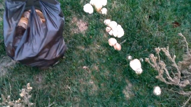 Такое количество грибов я еще не встречал, рядовка лиловоногая, 60 кг за час. смотреть онлайн