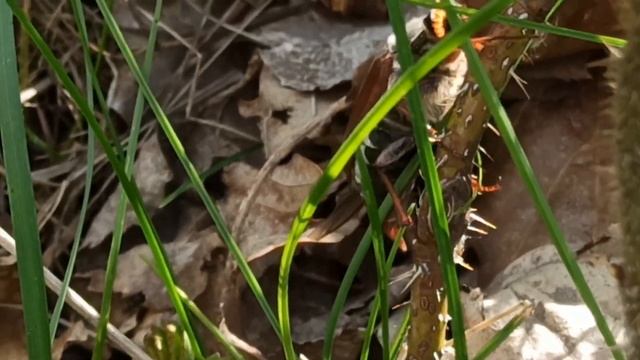 Травневий хрущ... смотреть онлайн