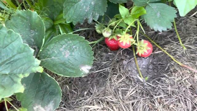 В отпуске приехала моя любимая подруга. Заготовка клубники в новый морозильник.Надежда Назарова