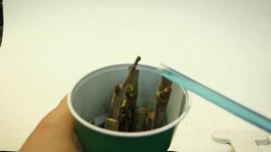 Укореняем черенки шелковицы_ три секрета успеха _ Rooting mulberry cuttings at h.mp4