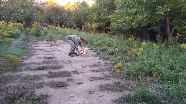 Дрессировка Акита-ину Эрика смотреть онлайн