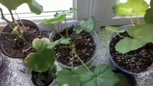 Супер подкормка пеларгонии! Чем кормлю?