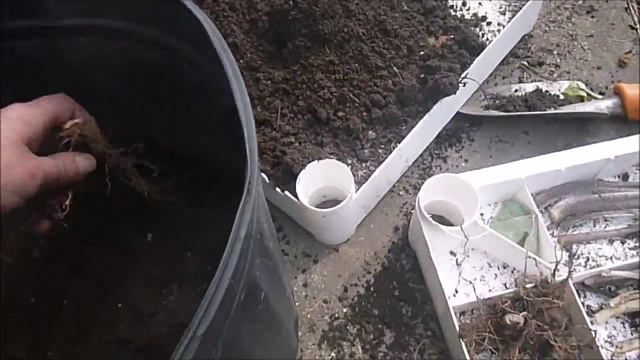 Overwintering Caladium Bulbs Winter Gardening Growing Greens смотреть онлайн