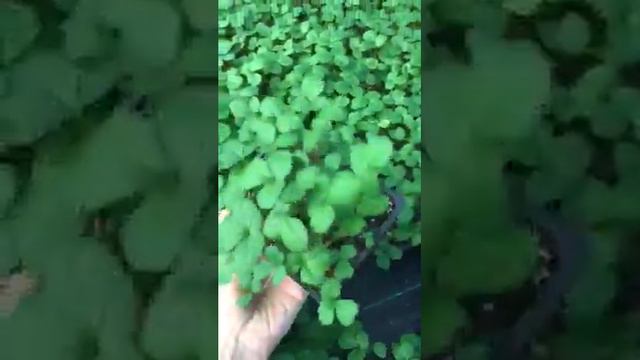 Рассада Земляники Липстик смотреть онлайн