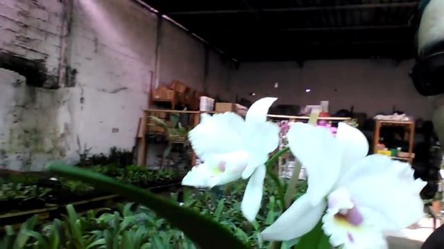 Orquídea Laelia anceps x Cattleya jaguariuna - Orquídeas e Afins смотреть онлайн