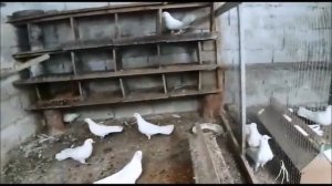 Широкохвостые Бакинские Голуби - Мои Опыт / Плюсы и Минусы ( Bobca Alexandr /Moldova )