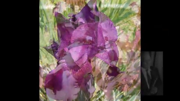 Sidney Bechet Petite Fleur