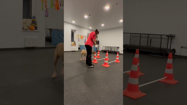 @Питбуль Граф/Балас смотреть онлайн