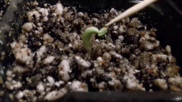 АДЕНИУМ из семян от посева до первой пикировки (от А до Я),уход в домашних условиях, РОЗА ПУСТЫНИ смотреть онлайн