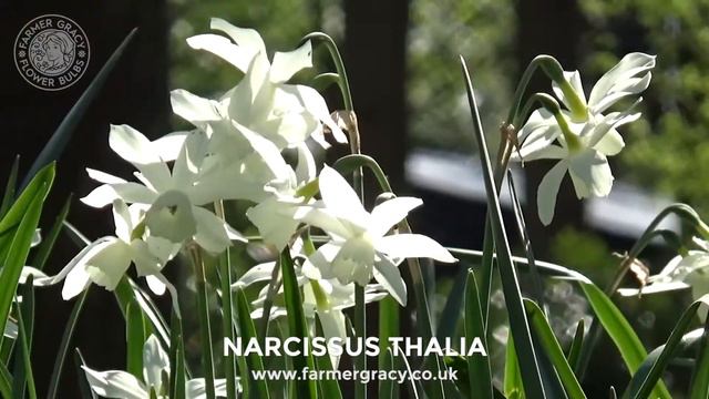 Narcissus 'Thalia' - FarmerGracy.co.uk