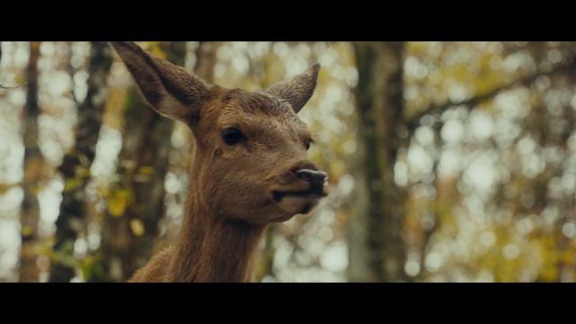 Бемби. История жизни в лесу - Русский трейлер (2024)
