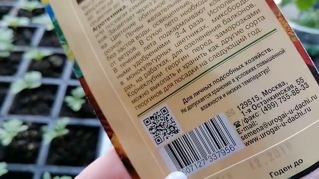 Сею ТОМАТЫ-скороспелки? и ЦВЕТЫ? #рассада #посев смотреть онлайн