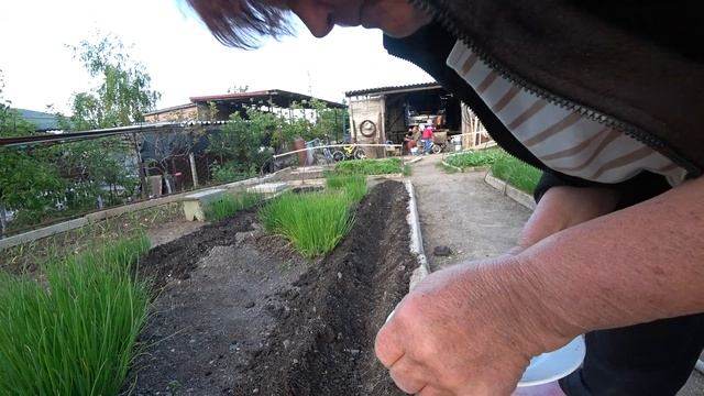 Выращивание огурцов 2020. Сорт Родничок смотреть онлайн