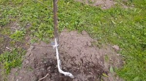 Личинка хруща, вредитель саженцев плодовых деревьев, первого, второго года посадки. Препараты защит