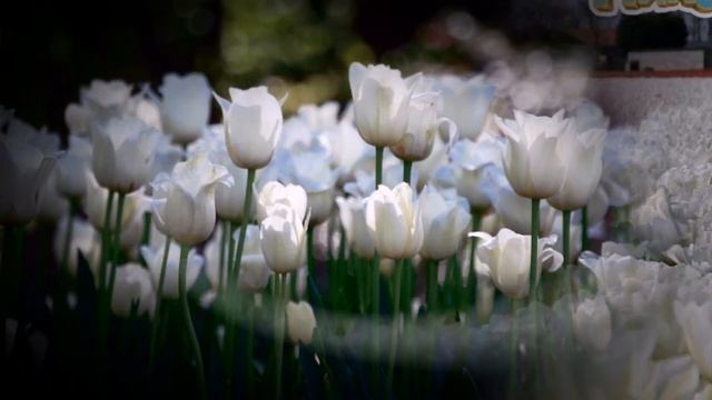 Белые тюльпаны. смотреть онлайн