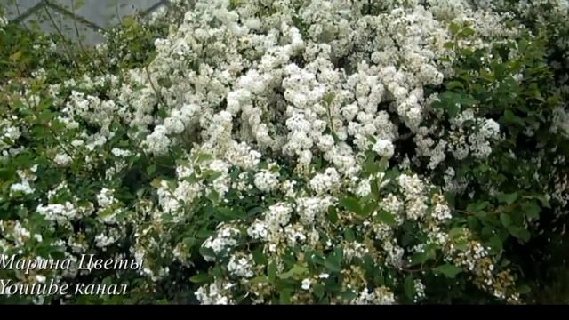 ДЕКОРАТИВНЫЕ КУСТАРНИКИ ГОТОВИМ К ЗИМОВКЕ !!!СРОЧНОЕ И ВАЖНОЕ !!! смотреть онлайн