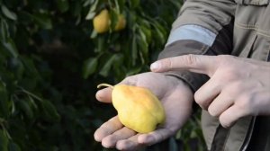 Груша Купава: зимостойкая, урожайная, с десертным вкусом