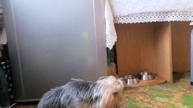 Чему можно научить йорка? (дрессировка собак) смотреть онлайн