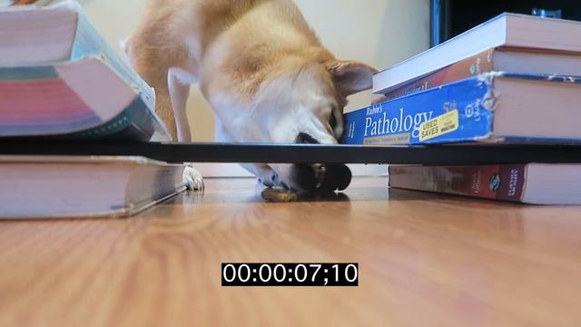 How Smart is a Shiba Inu Dog? Intelligence test! смотреть онлайн