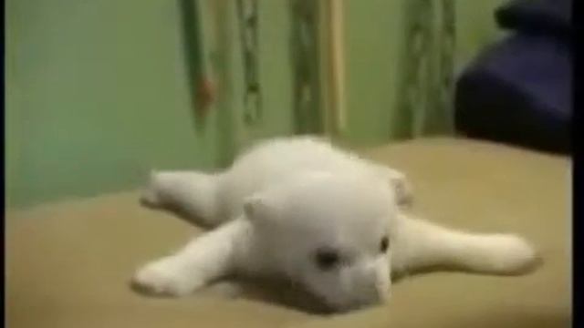 Белый медвежонок 480x360 смотреть онлайн