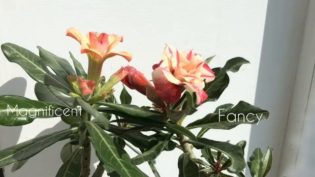 Аденум. Как распускаются бутоны смотреть онлайн