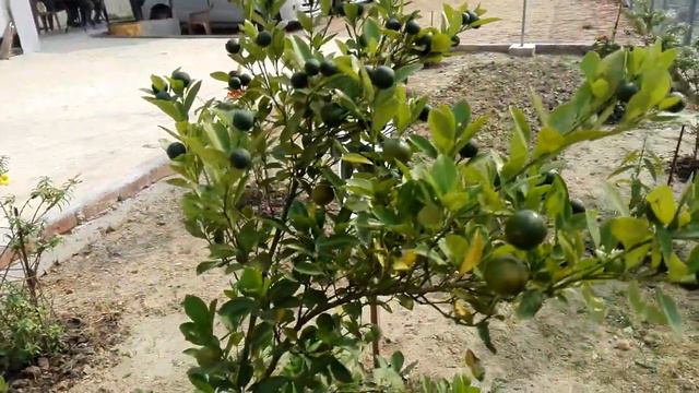 Chinese Orange plant смотреть онлайн