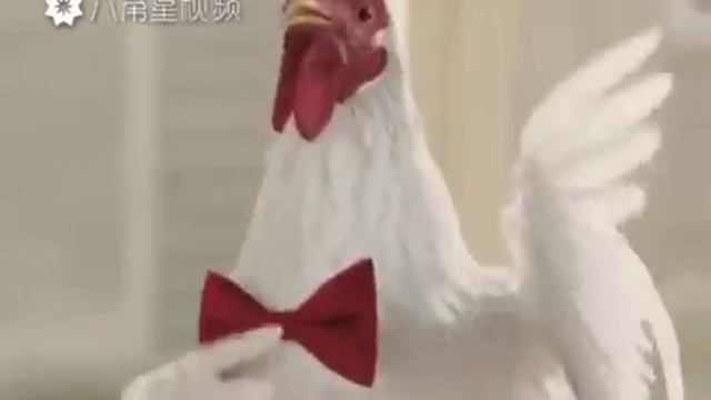 С Новым годом! И в честь этого праздника петухи приготовили для вас это музыкальный номер! смотреть онлайн